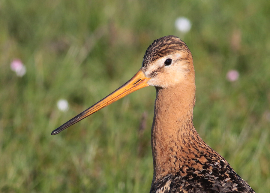 Black-tailed Godwit (Limosa limosa) - rdspov