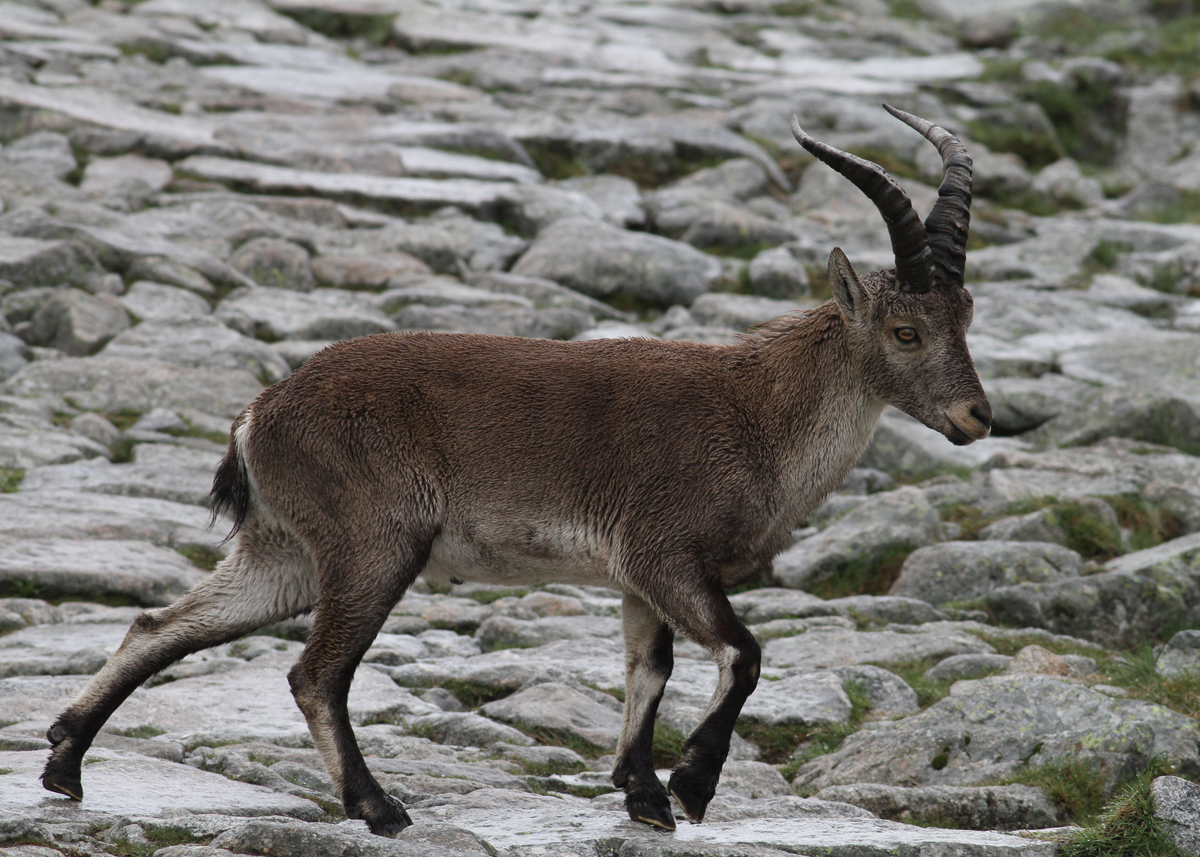 Western Spanish Ibex (Capra pyrenacia victoriae) - spansk stenbock