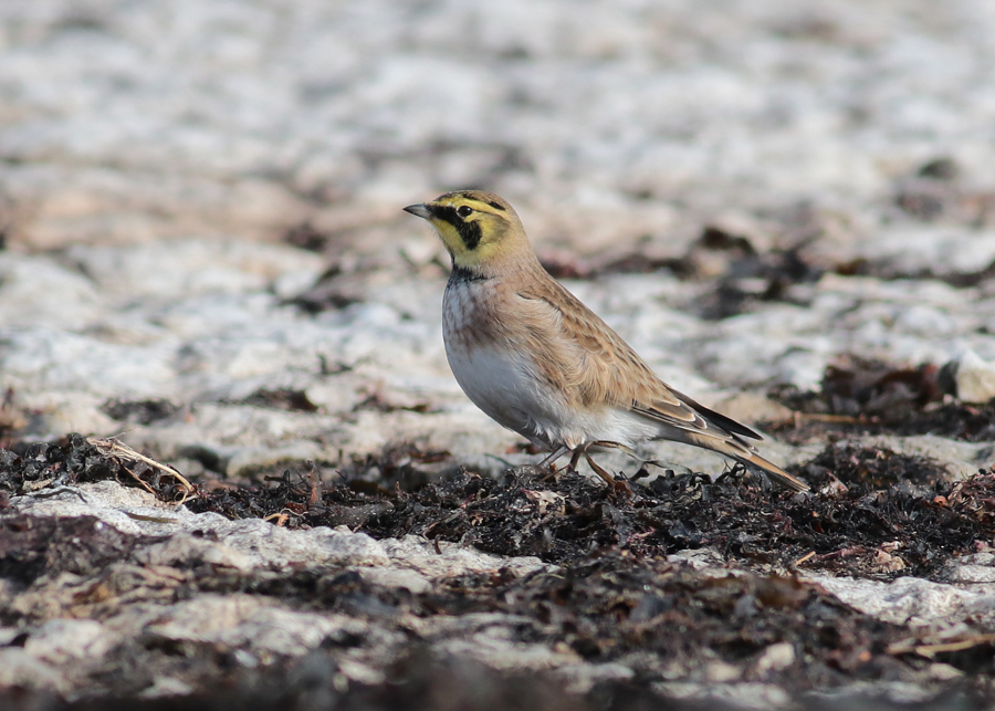 Horned Lark (Eremophila alpestris) - berglrka