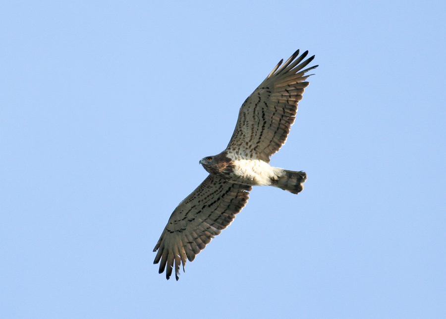 Short-toed Eagle (Circaetus gallicus) - ormrn