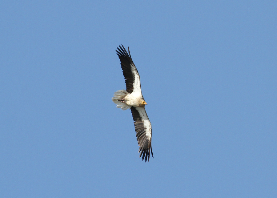Egyptian Vulture (Neophron percnopterus) - smutsgam