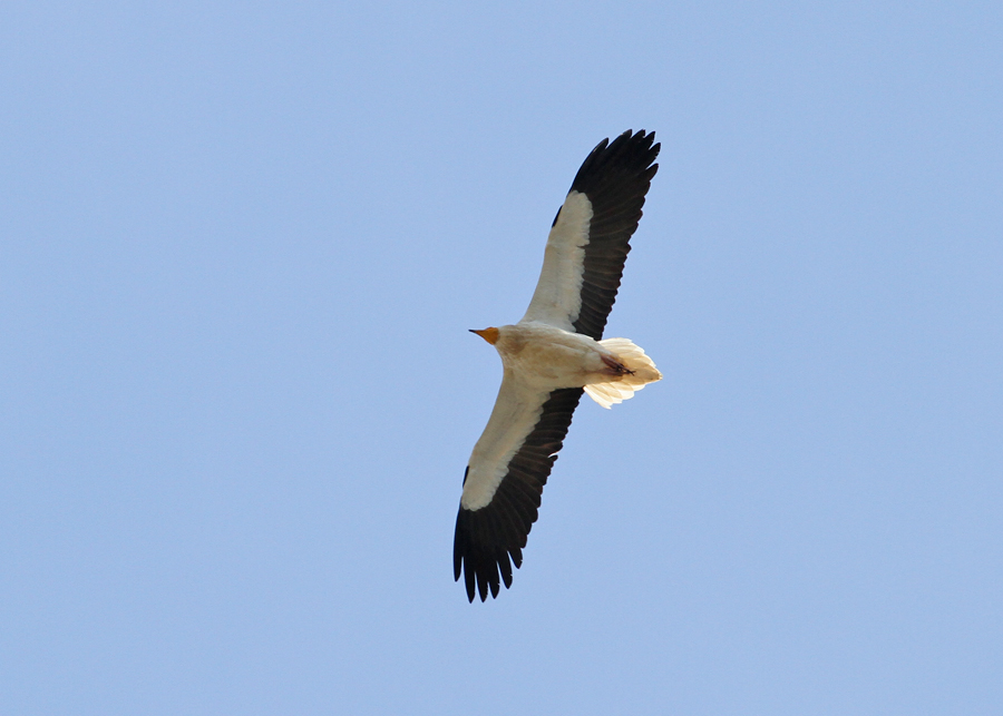 Egyptian Vulture (Neophron percnopterus) - smutsgam