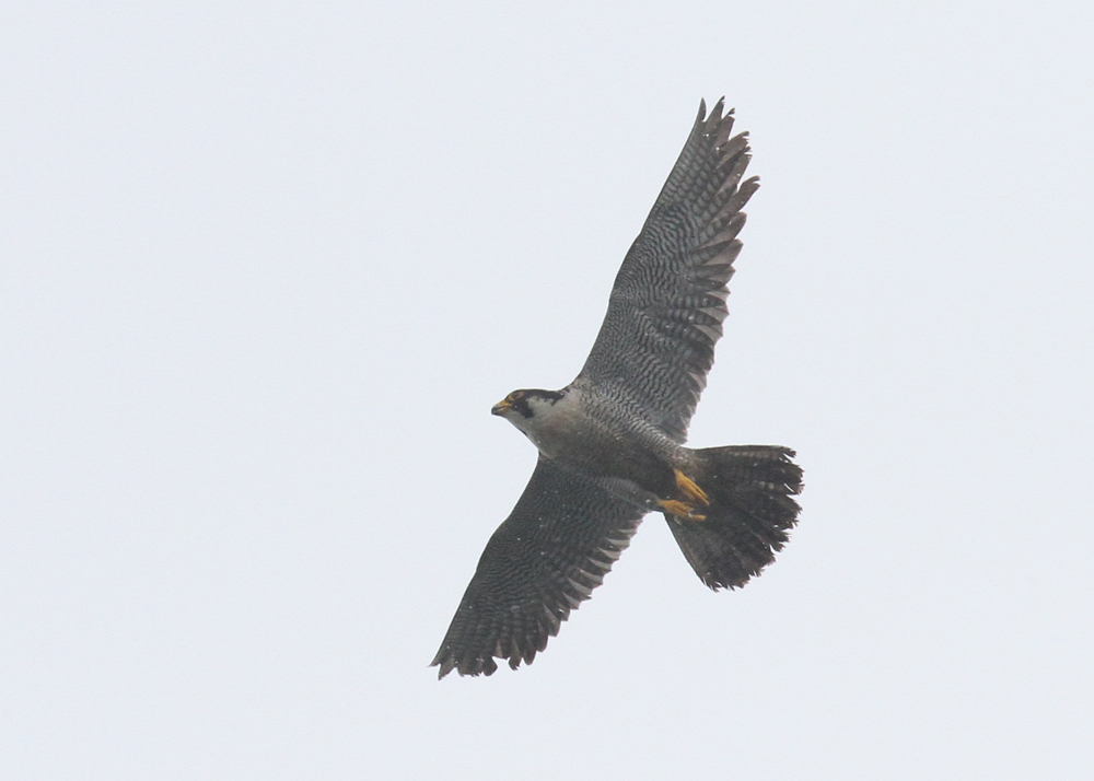 Peregrine Falcon (Falco peregrinus)