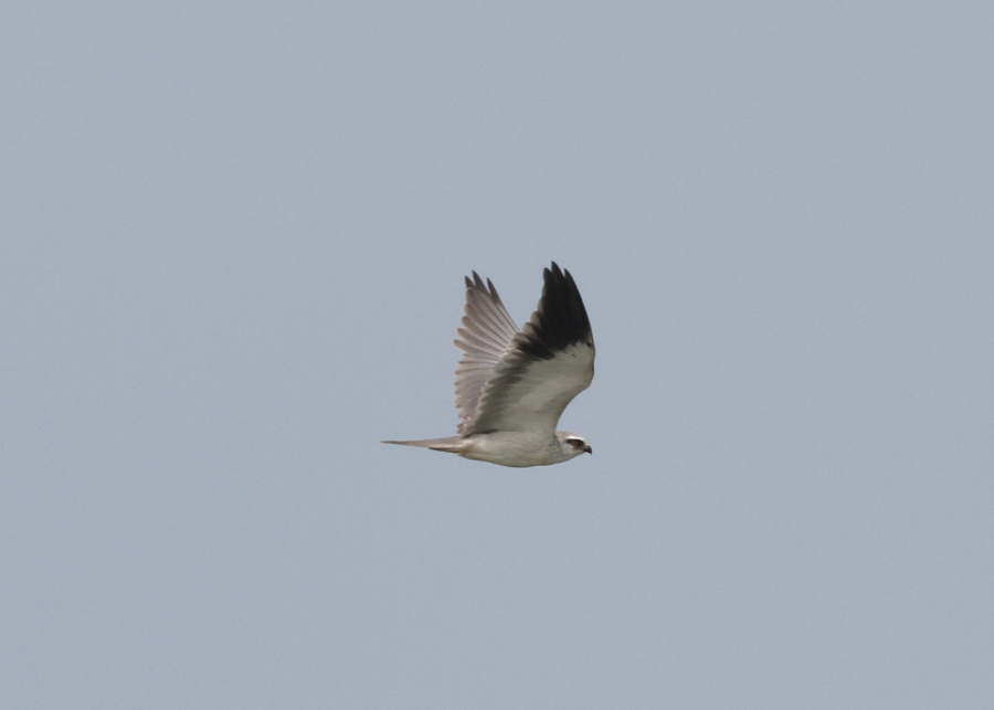 Black-shouldered Kite (Elanus caeruleus) - svartvingad glada