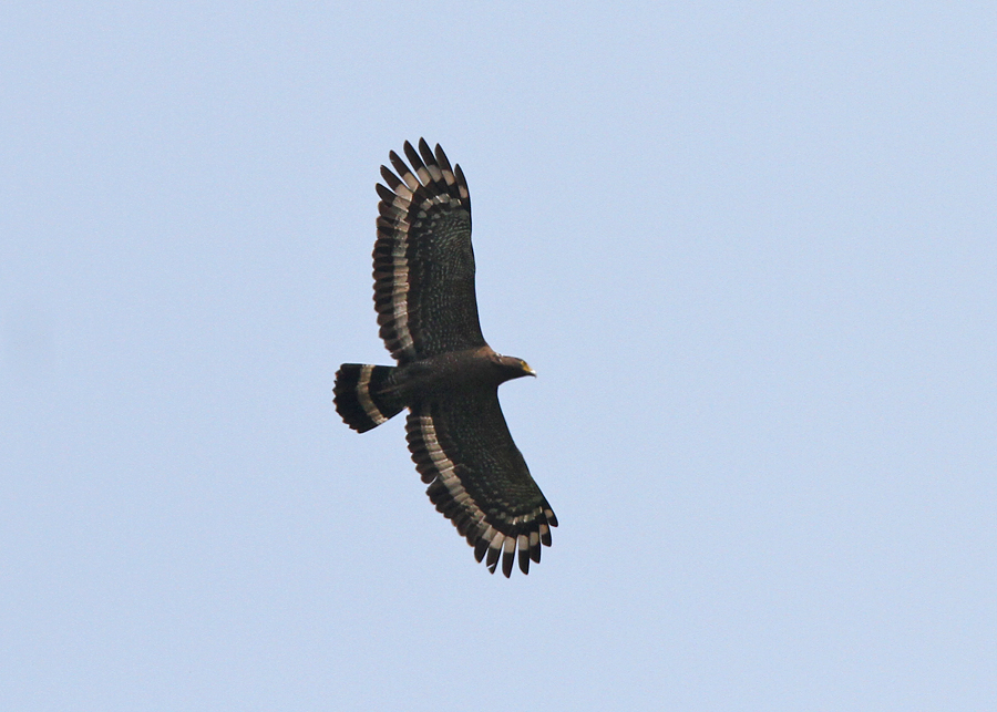 Crested Serpent Eagle (Spilornis (cheela) hoya)