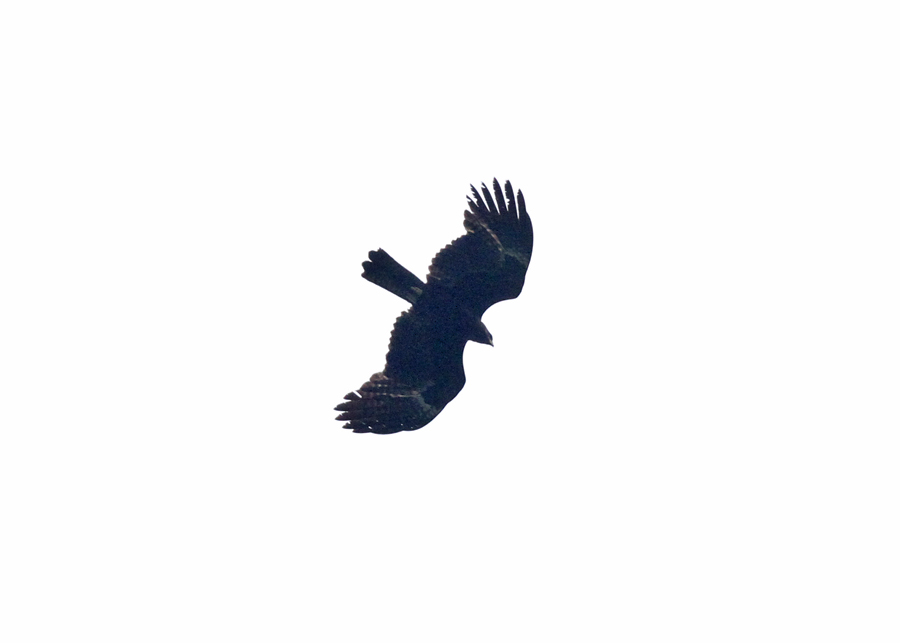 Indian Black Eagle (Ictinaetus m. malayensis)