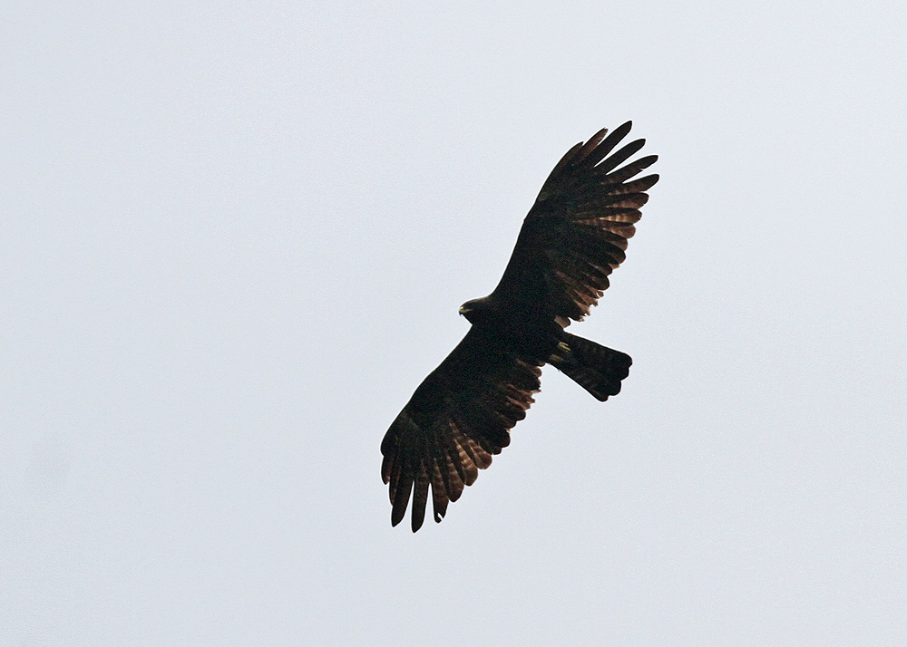 Indian Black Eagle (Ictinaetus m. malayensis)