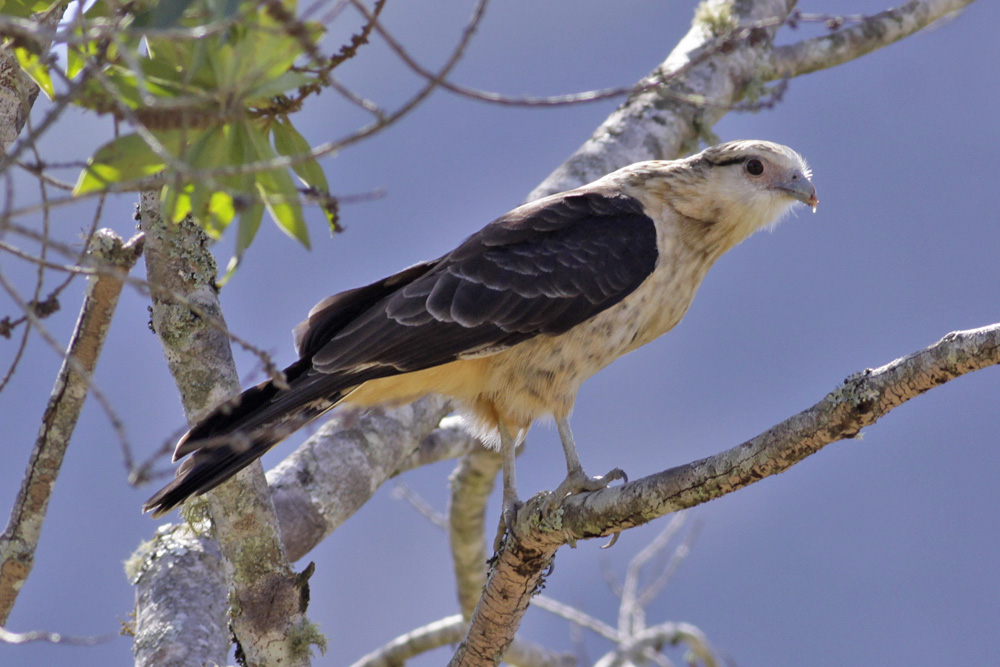 Yellow-headed Caracara (Milvago chimachima)