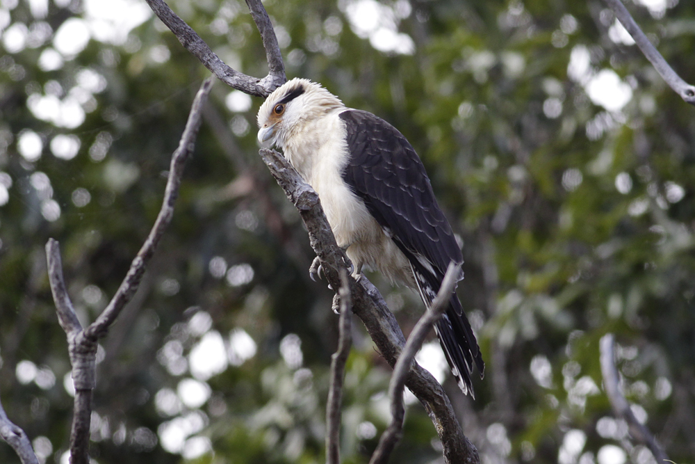 Yellow-headed Caracara (Milvago chimachima)