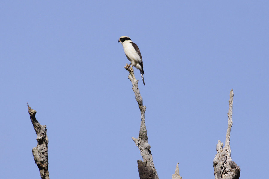 Laughing Falcon (Herpetotheres cachinnans)