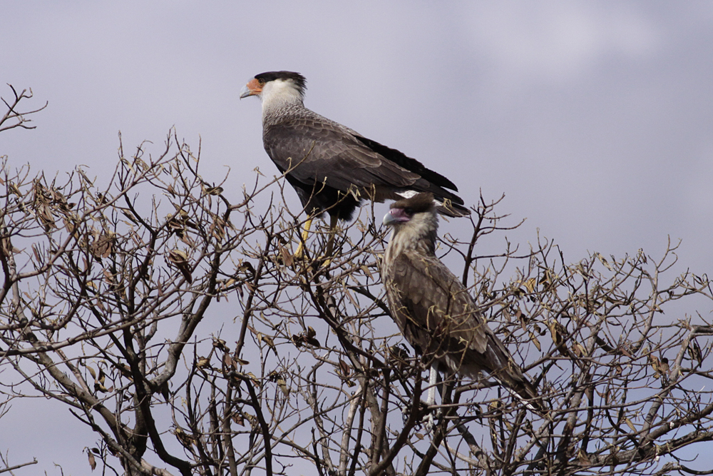 Southern Caracara (Caracara plancus)