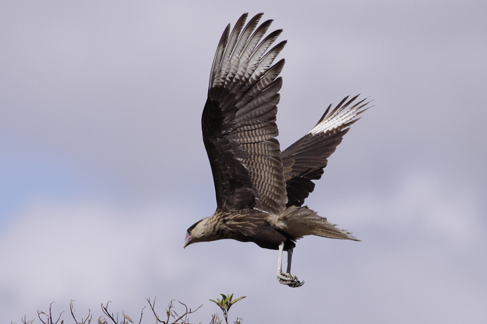 Southern Caracara (Caracara plancus)