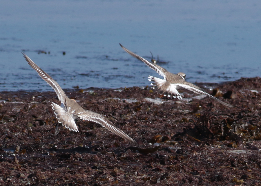 Greater Sand Plover (Charadrius leschenaultii) and Ringed Plover (Charadius hiaticula)