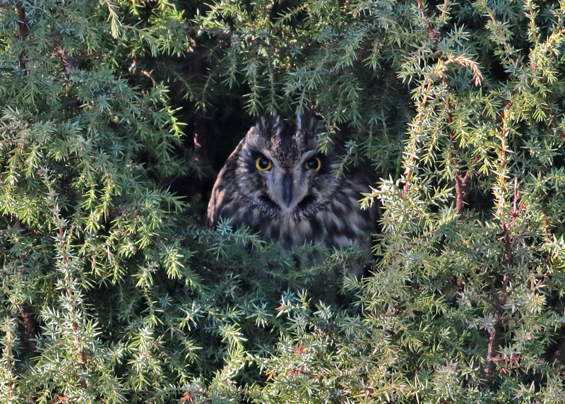 Short-eared Owl (Asio flammeus) - jorduggla