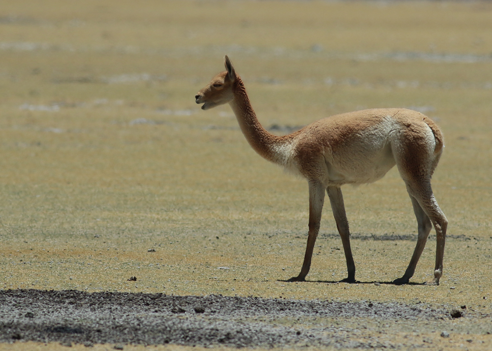 Guanaco (Lama guanicoe)
