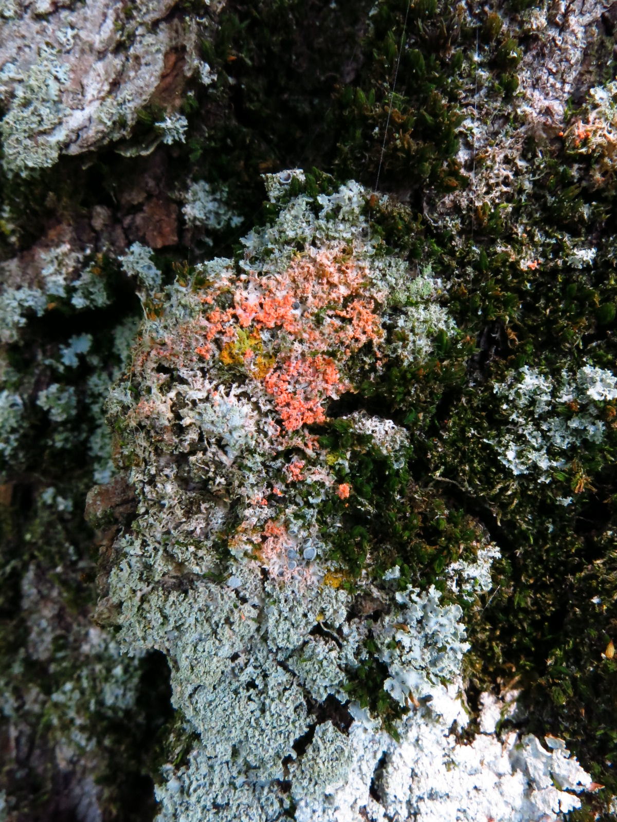 Tree front yard august.JPG