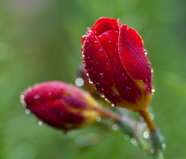 PAW40 - Freesia Dew