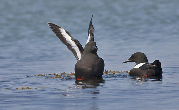 Black Guillemot - Tejst -Ceppus grylle