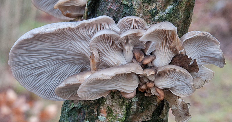 Pleurotus ostreatus - stershat 