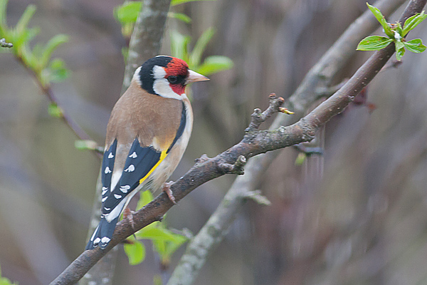 Goldfinch - Stillits- Carduelis carduelis