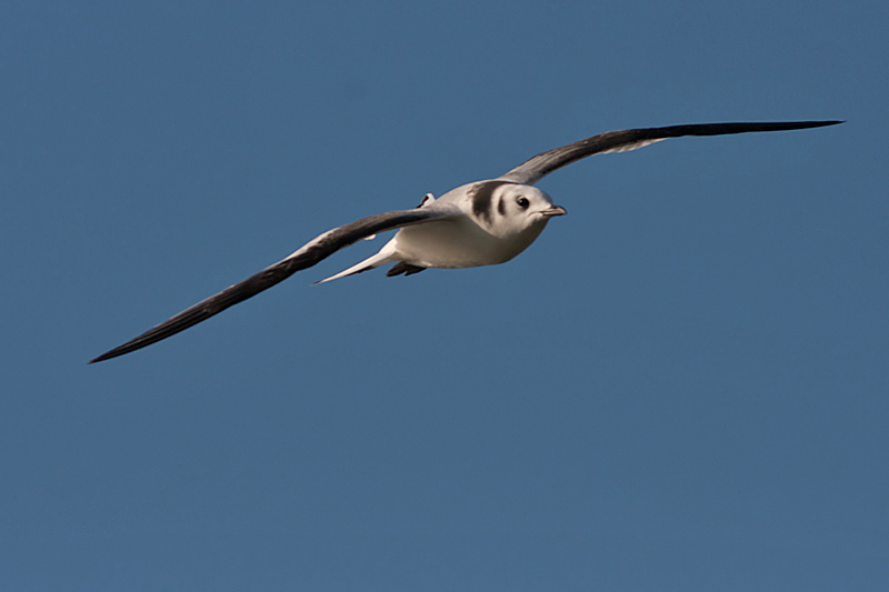 Kittiwake juv - Ride - Rissa tridactyla