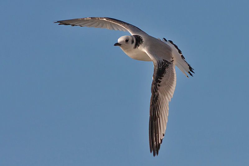 Kittiwake juv - Ride - Rissa tridactyla