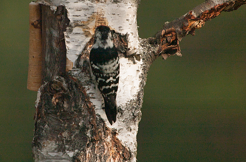 Lesser Spotted Woodpecker - Lille Flagsptte - Dendrocopos minor
