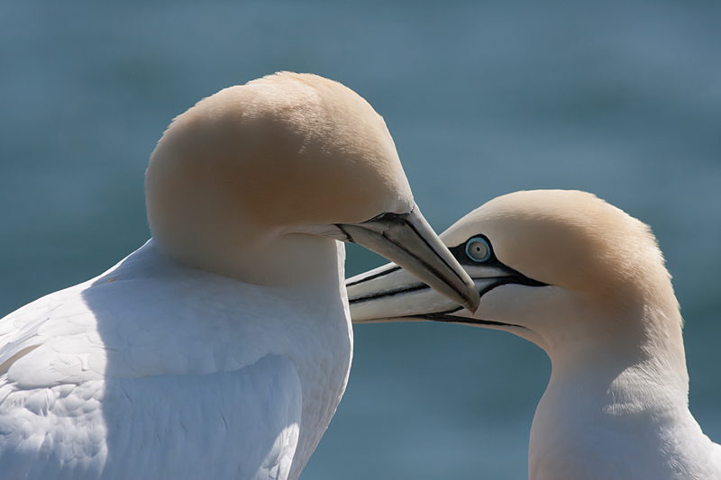 Gannet - Sule - Morus bassanus