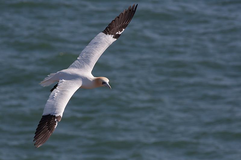 Gannet - Sule - Morus bassanus