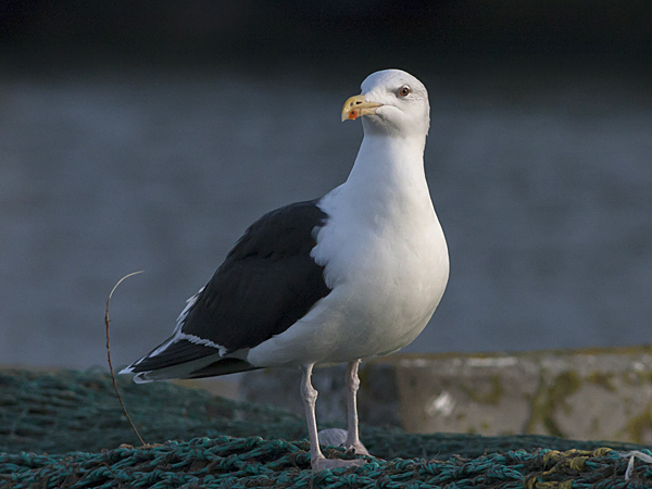Great Black-backed Gull - Svartbag . Larus marinus