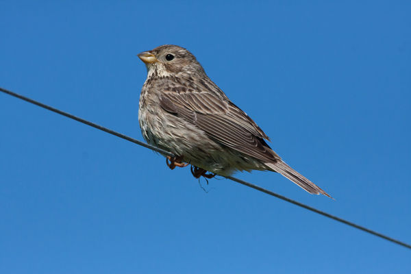 Corn Bunting - Bomlaerke Miliaria calandra