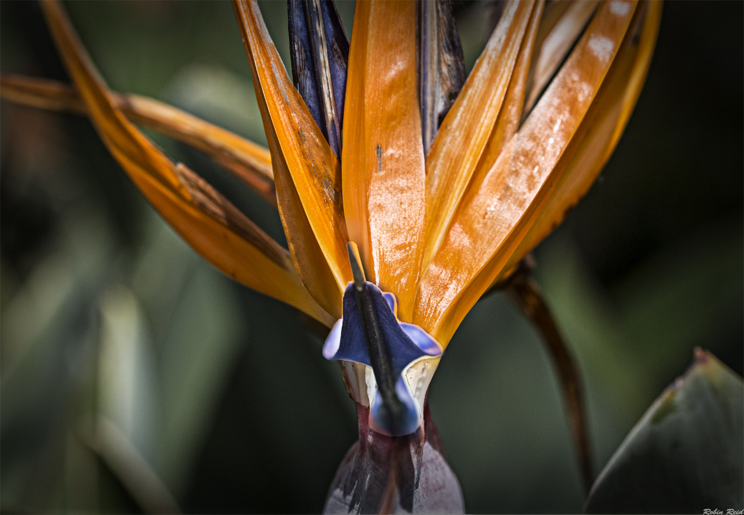 Face-On View of Bird of Paradise