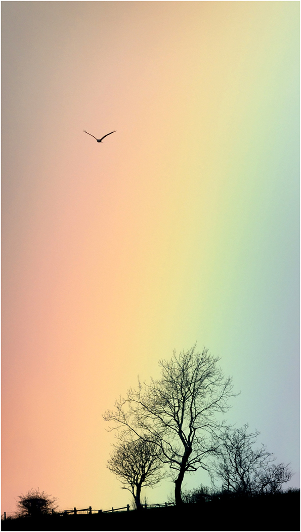 Rainbow Kite!