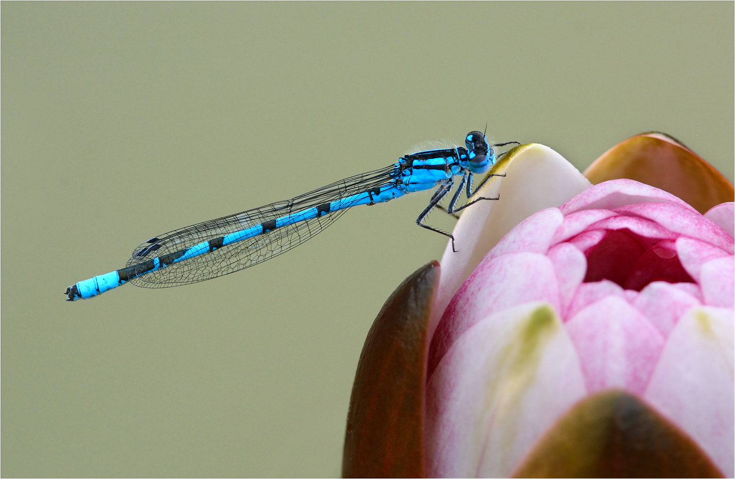 Common Blue Damselfly