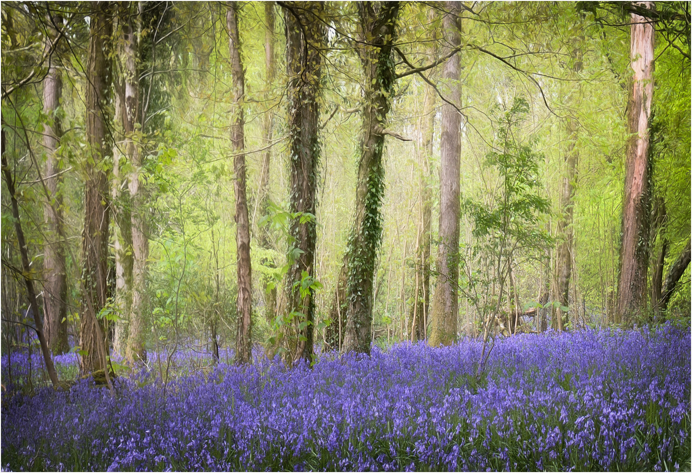 Bluebell Wood