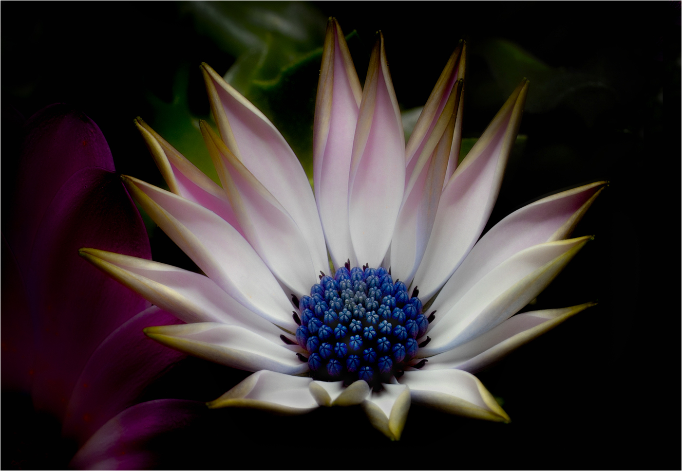 Osteospermum