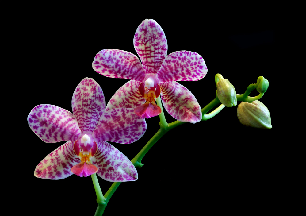 Moth Orchid