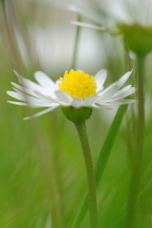 10 June: Daisy
