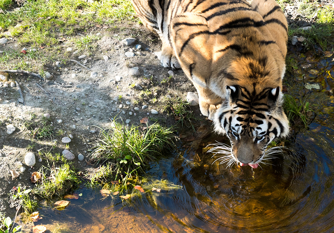 canada zoo