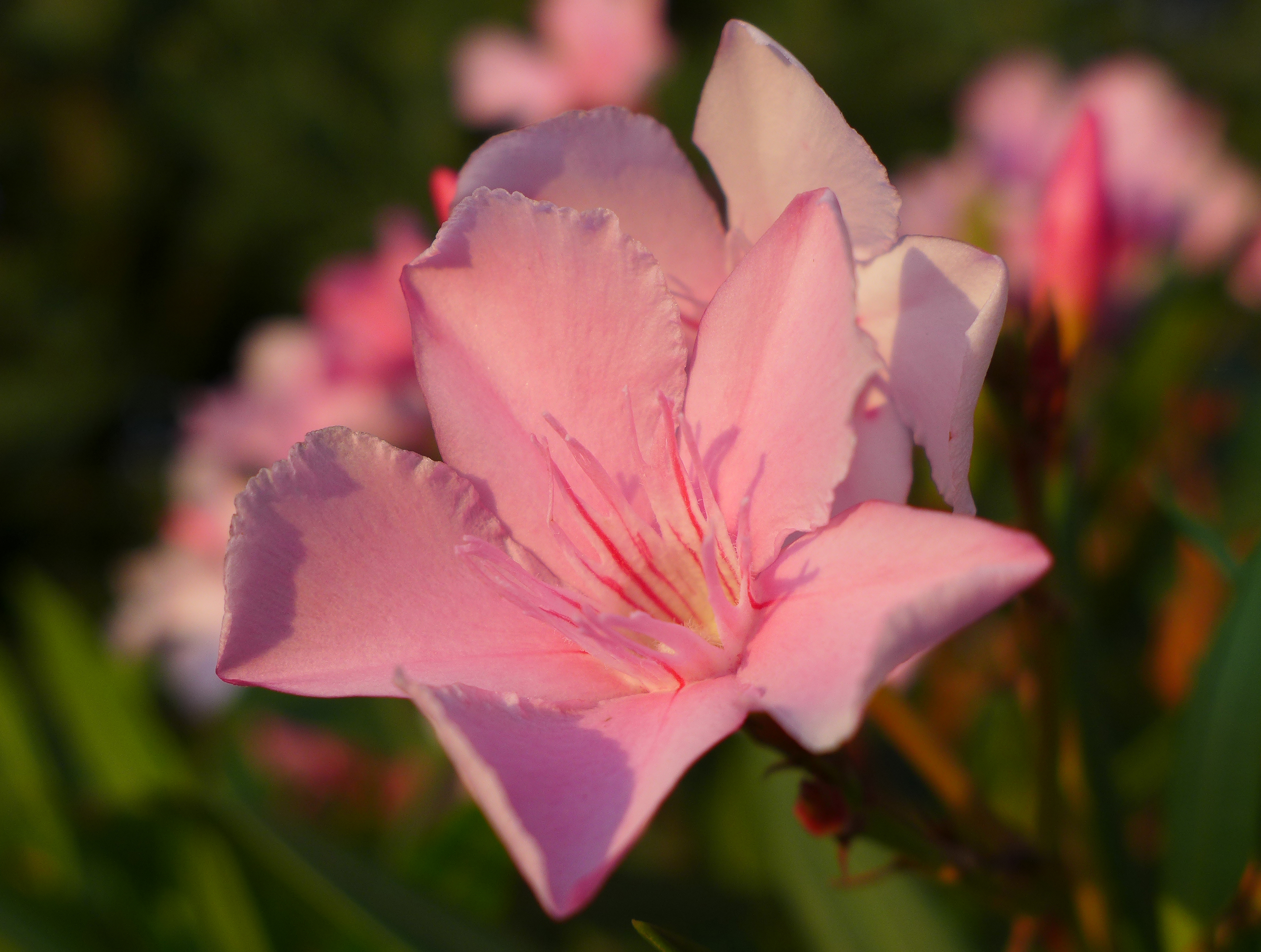 Lauriers roses au lever du soleil 