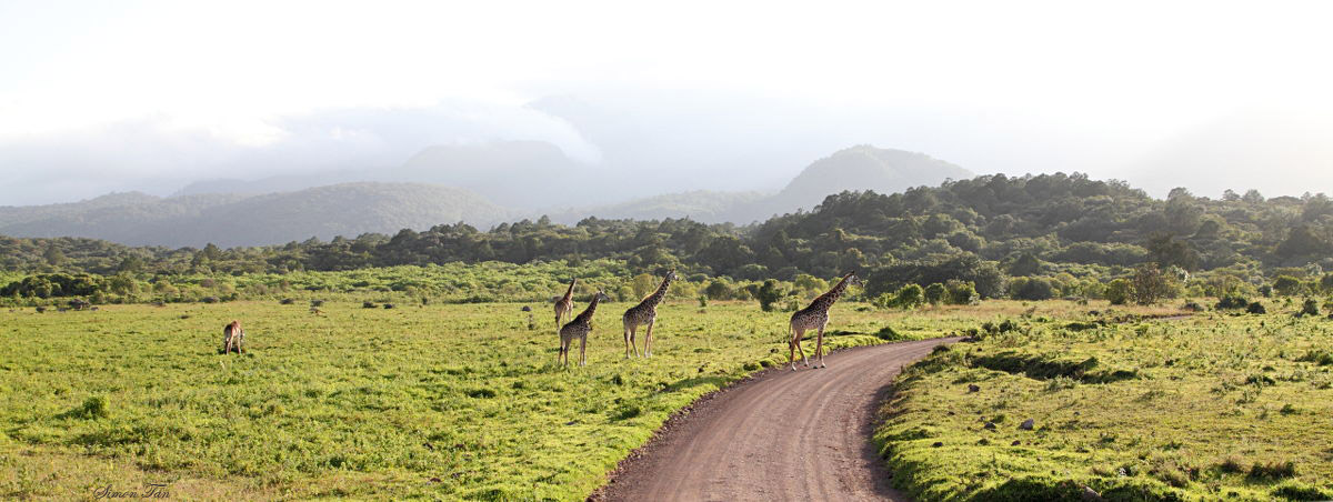 40718_115_ArushaNP-Giraffe-Mt-Meru.JPG