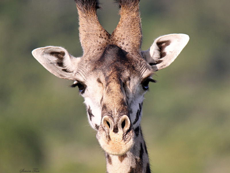 40718_117_ArushaNP-Giraffe.JPG