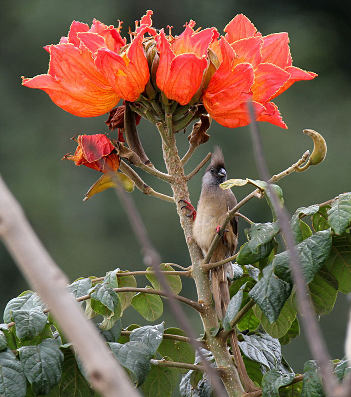 40718_120_Arusha-African-Tulip-Speckled-Mousebird.jpg