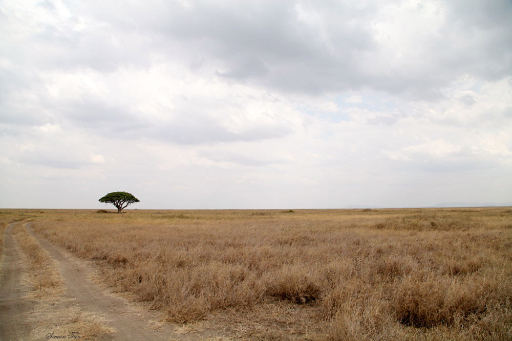40721_134_Serengeti.JPG
