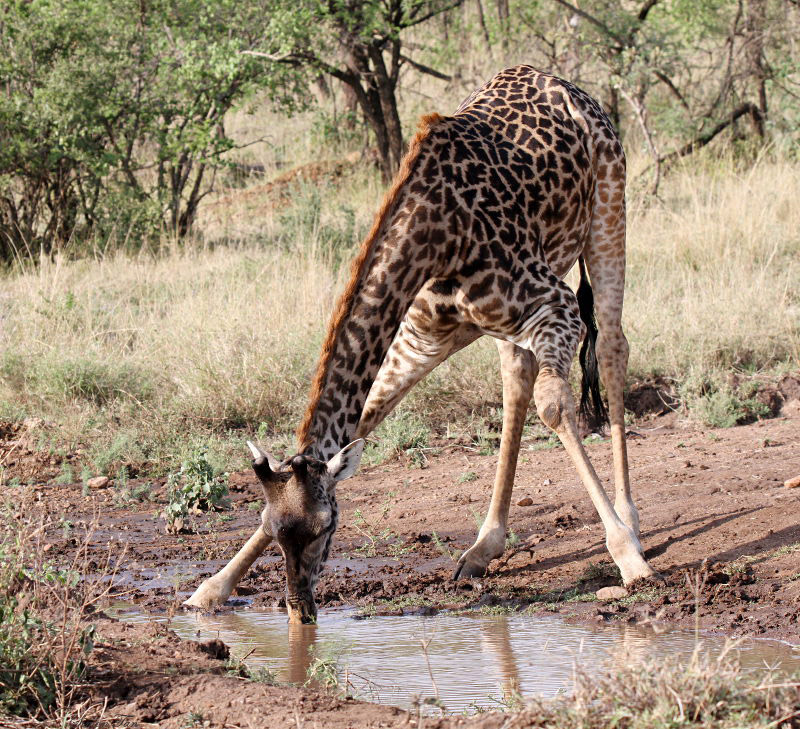 40722_111_Giraffe-drinking.JPG