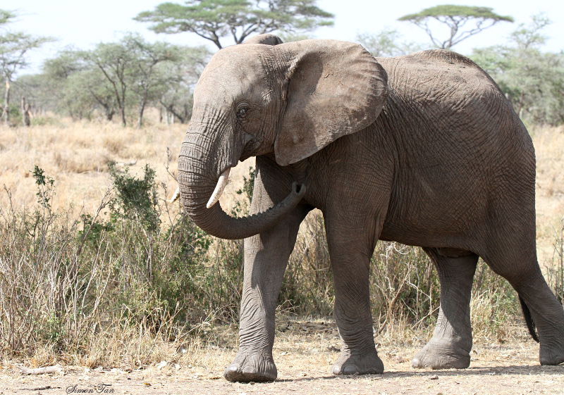 40724_118_Elephant.JPG