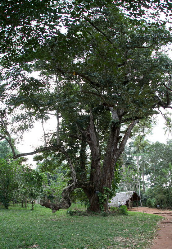 40724_148_Durian.JPG
