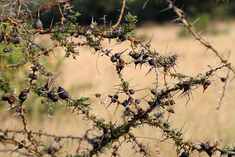 40727_110_Whistling-Acacia.JPG