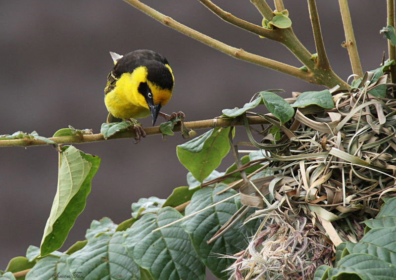 20140718_1116-Baglafecht-Weaver.JPG
