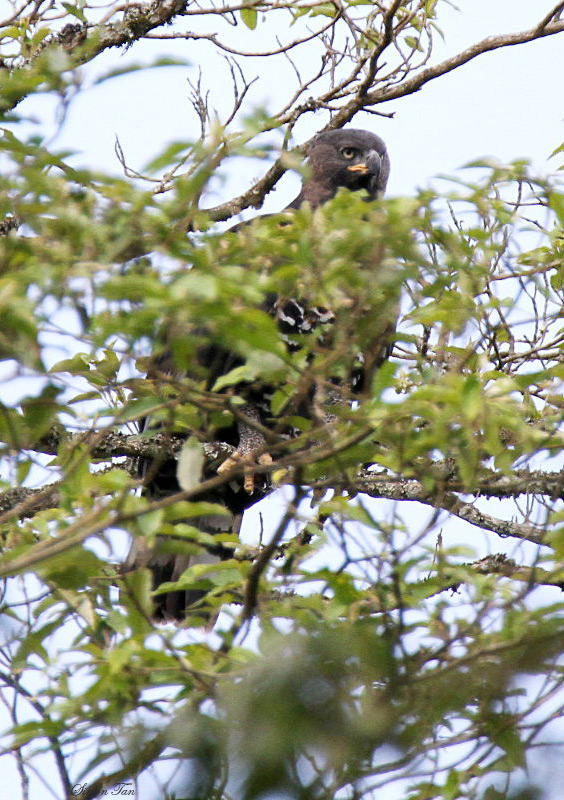 20140718_1138-African-Crowned-Eagle.JPG
